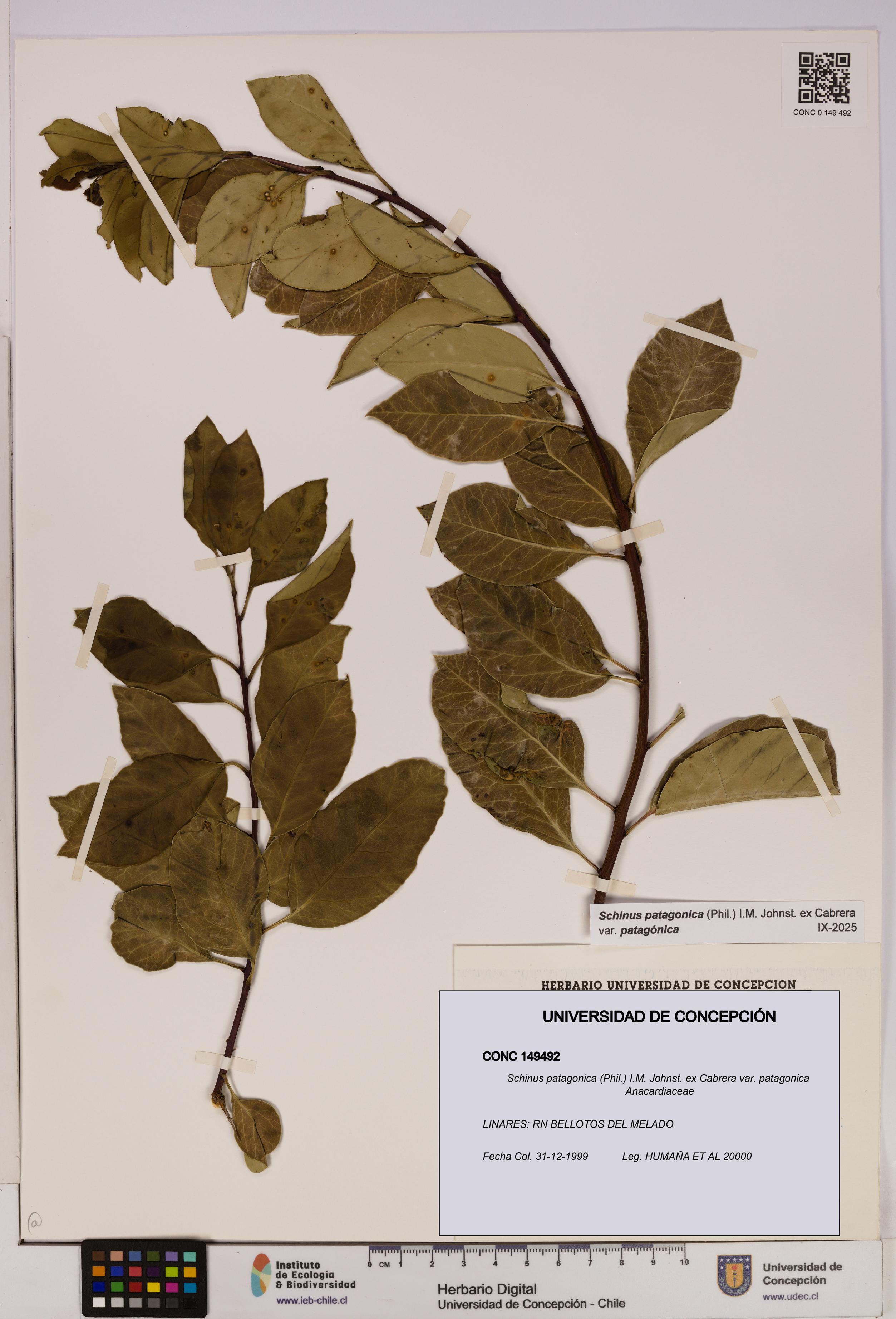 Schinus patagonica var. patagonica [Espécimen: UDEC:CONC:0149492]