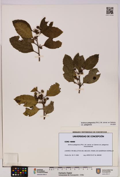 Schinus patagonica var. patagonica [Espécimen: UDEC:CONC:0149493]