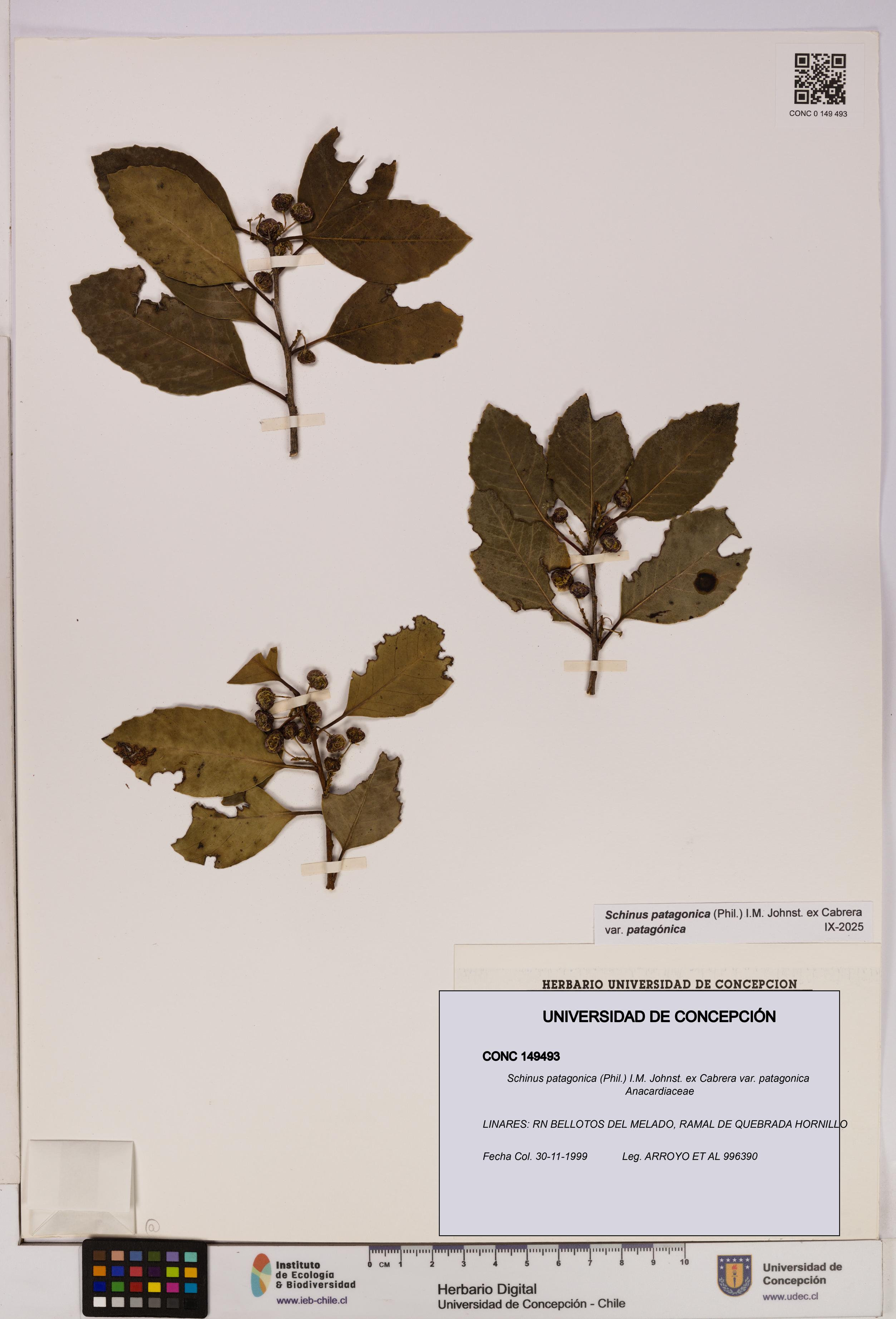 Schinus patagonica var. patagonica [Espécimen: UDEC:CONC:0149493]