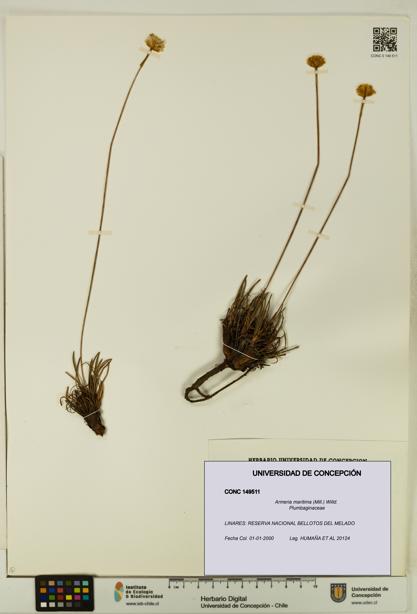Armeria maritima [Espécimen: UDEC:CONC:0149511]
