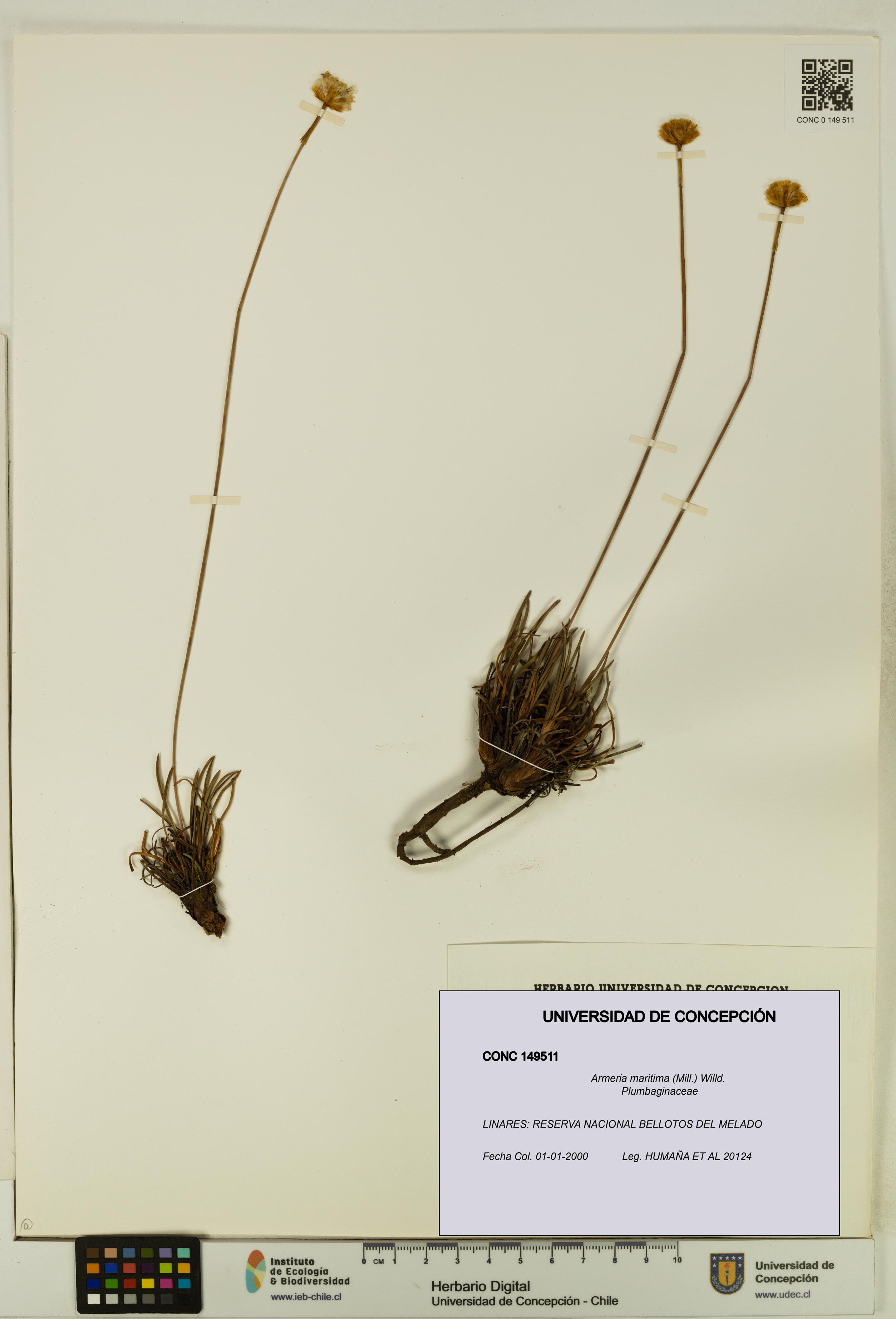 Armeria maritima [Espécimen: UDEC:CONC:0149511]