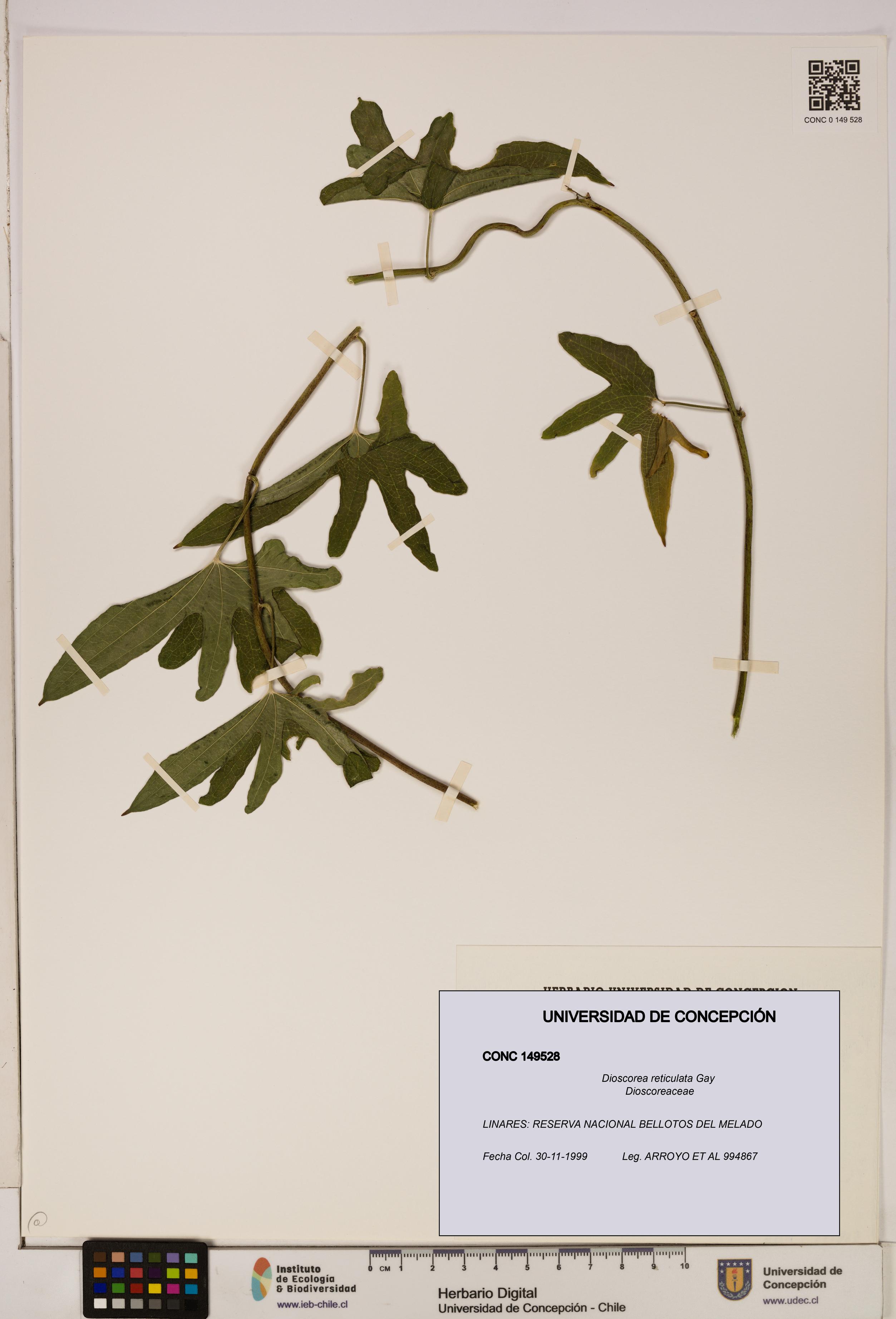 Dioscorea reticulata [Espécimen: ]