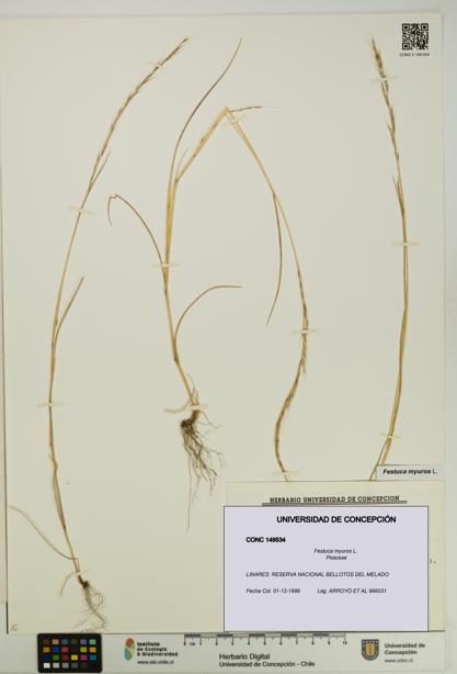 Festuca myuros [Espécimen: UDEC:CONC:0149534]
