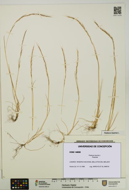 Festuca myuros [Espécimen: UDEC:CONC:0149535]