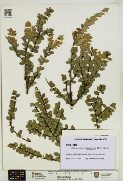 Maytenus chubutensis [Espécimen: UDEC:CONC:0149536]