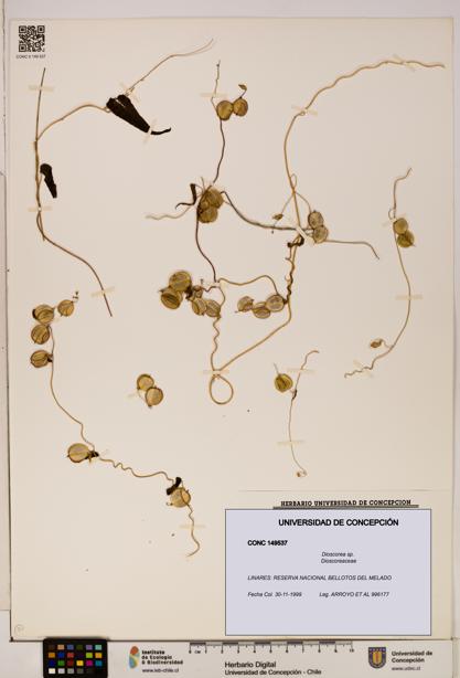 Dioscorea sp. [Espécimen: ]
