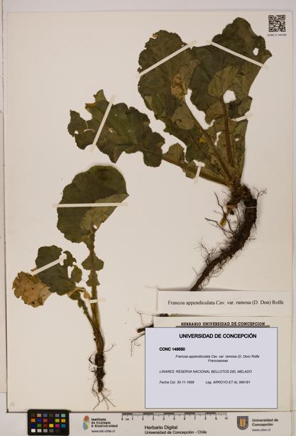 Francoa appendiculata [Espécimen: ]