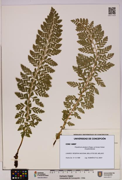 Polystichum plicatum [Espécimen: UDEC:CONC:0149557]