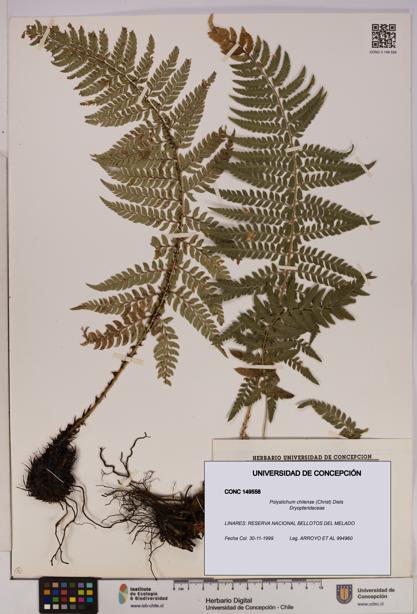 Polystichum chilense [Espécimen: UDEC:CONC:0149558]