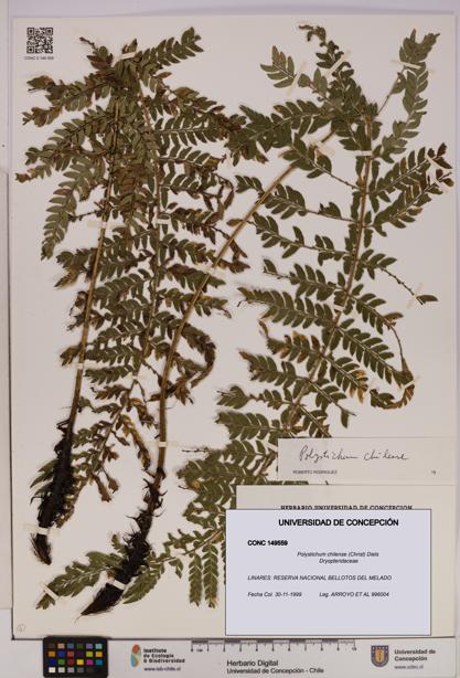 Polystichum chilense [Espécimen: UDEC:CONC:0149559]