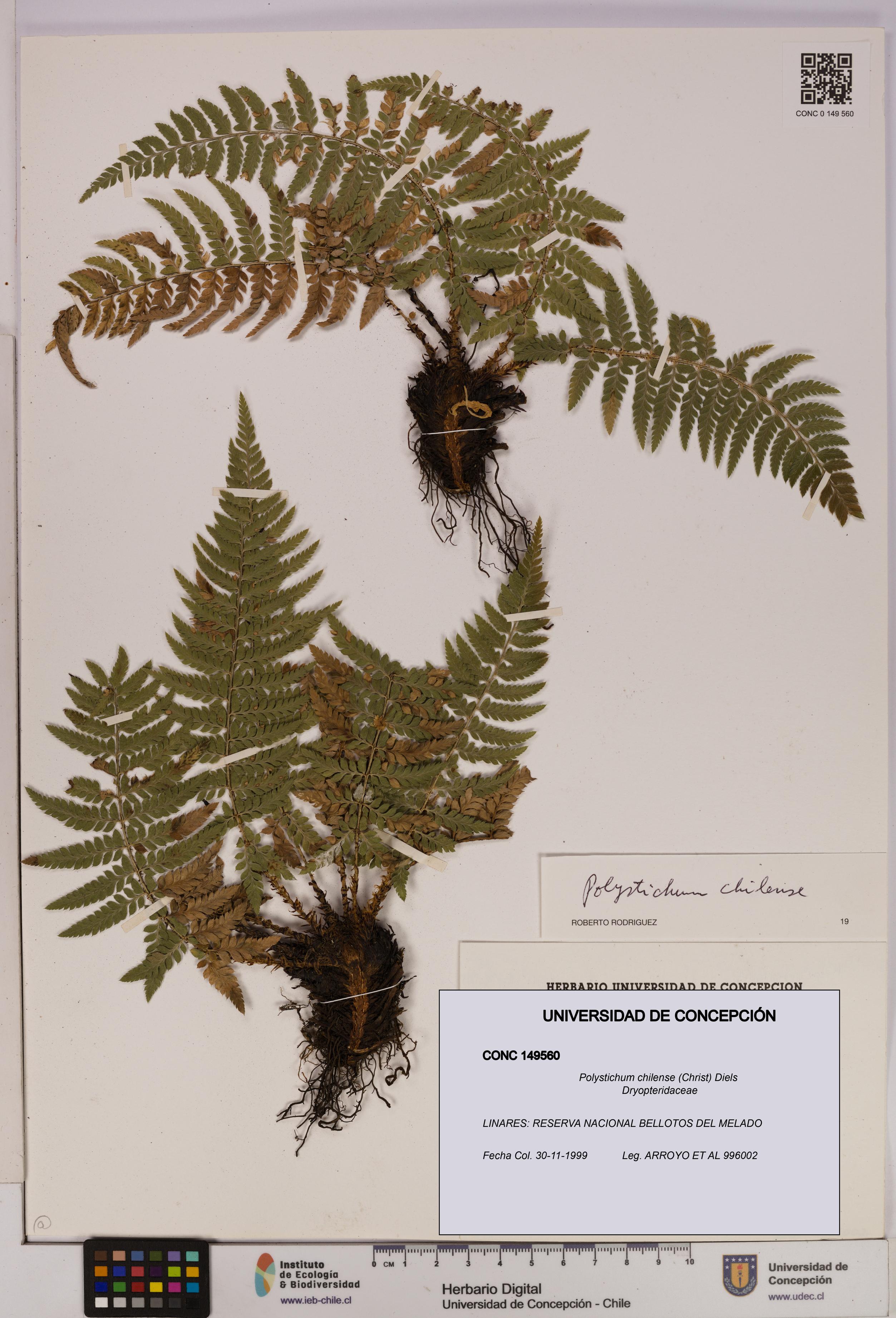Polystichum chilense [Espécimen: UDEC:CONC:0149560]