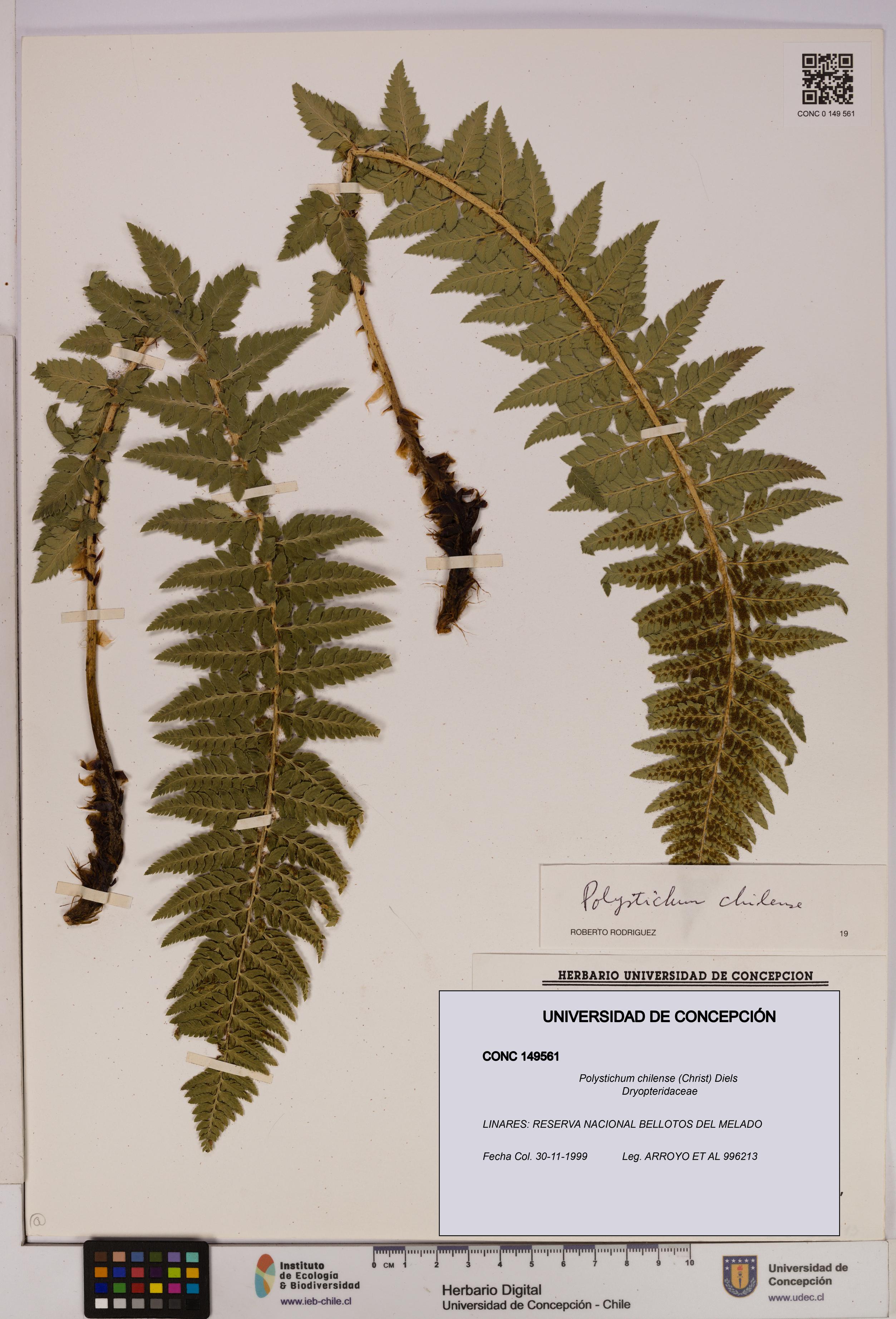 Polystichum chilense [Espécimen: UDEC:CONC:0149561]
