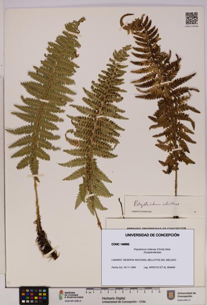 Polystichum chilense [Espécimen: UDEC:CONC:0149562]