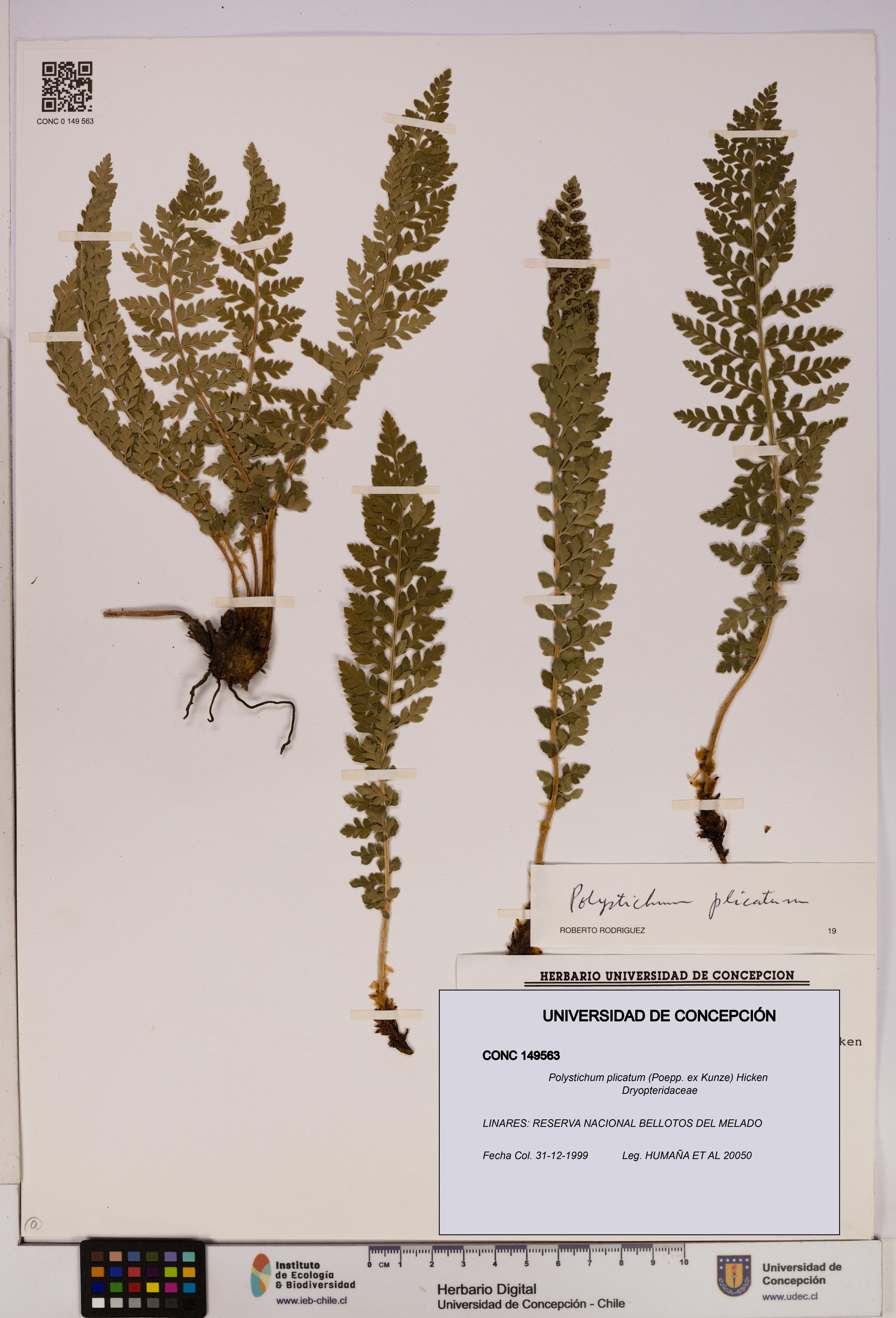 Polystichum plicatum [Espécimen: UDEC:CONC:0149563]