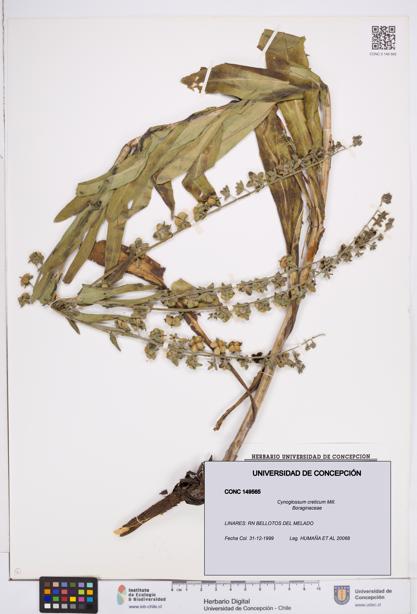 Cynoglossum creticum [Espécimen: ]