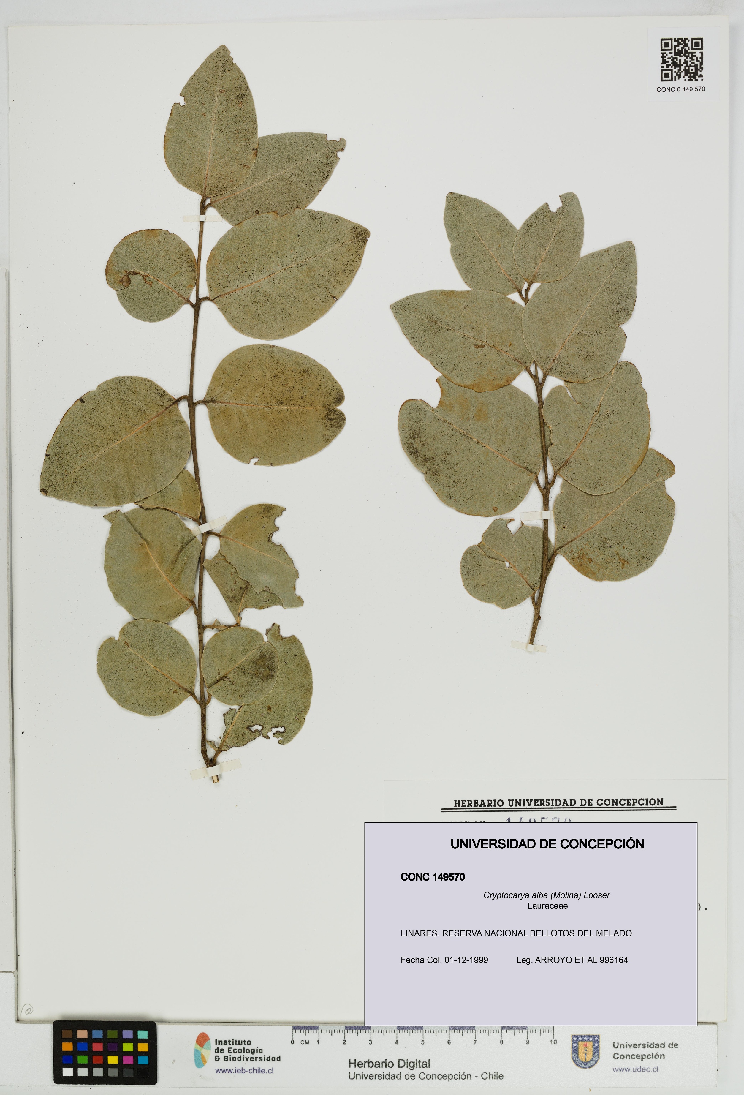 Cryptocarya alba [Espécimen: UDEC:CONC:0149570]