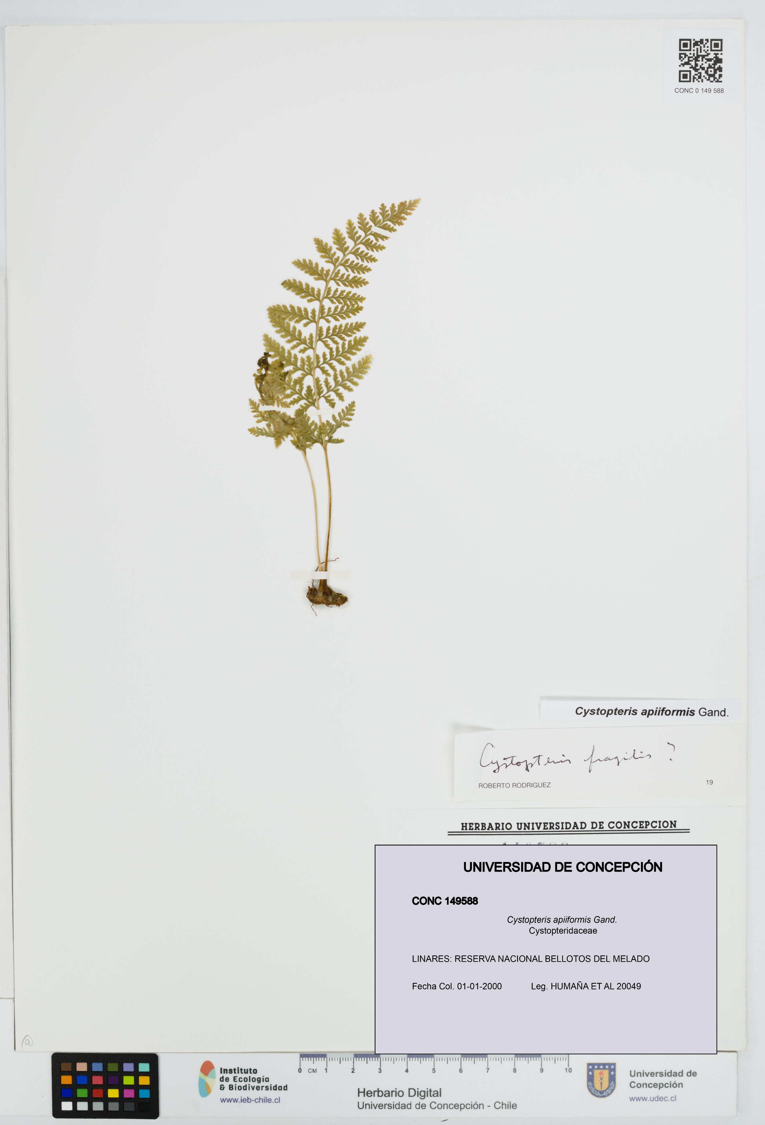 Cystopteris apiiformis [Espécimen: UDEC:CONC:0149588]