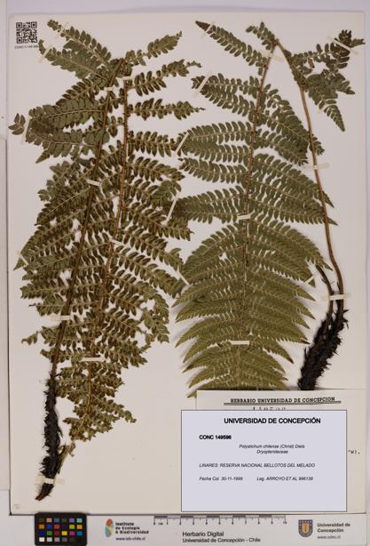 Polystichum chilense [Espécimen: UDEC:CONC:0149596]