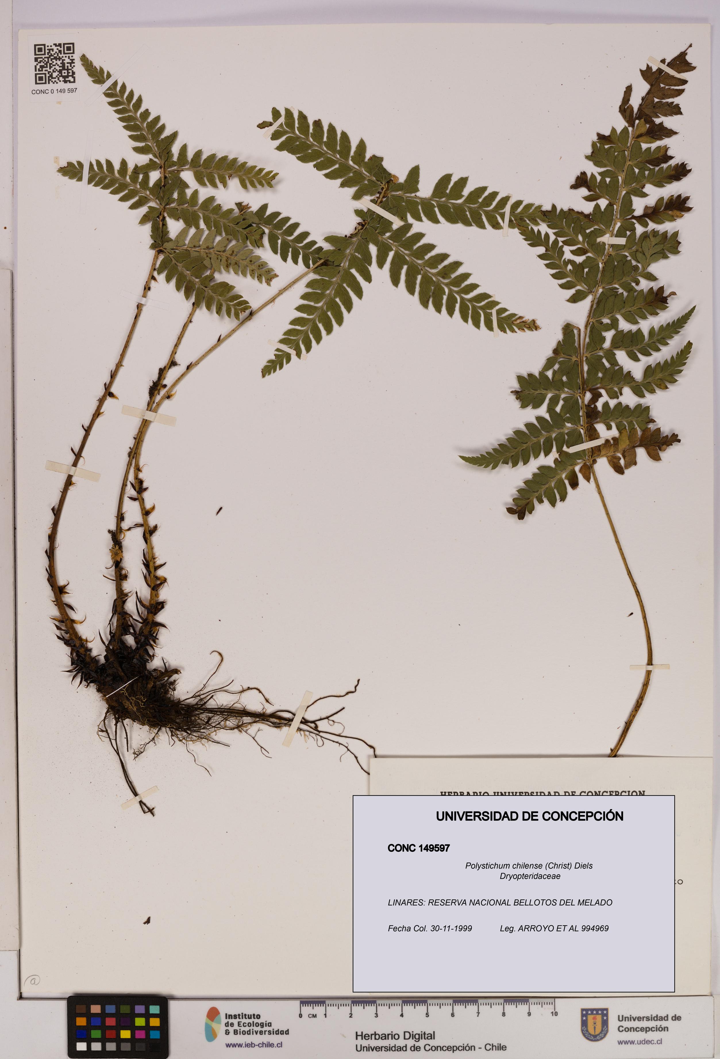 Polystichum chilense [Espécimen: UDEC:CONC:0149597]