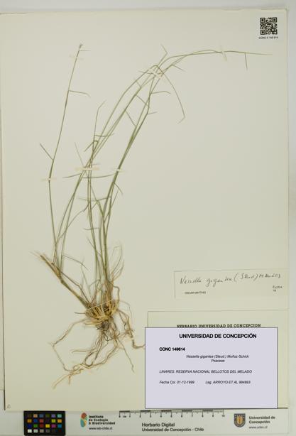 Nassella gigantea [Espécimen: UDEC:CONC:0149614]