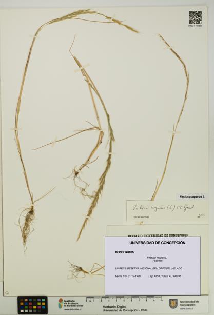 Festuca myuros [Espécimen: UDEC:CONC:0149625]