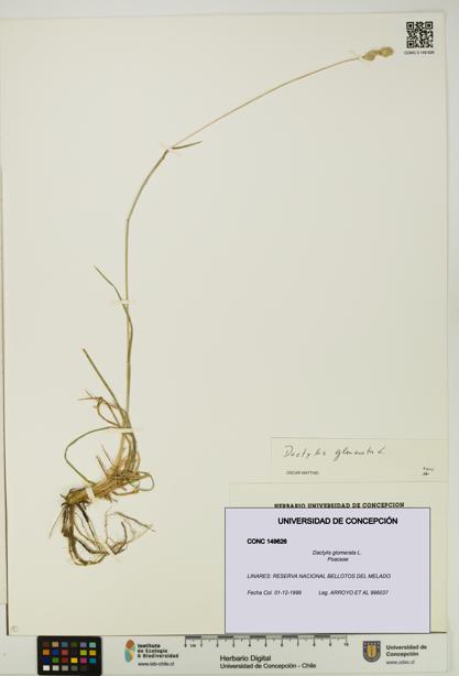 Dactylis glomerata [Espécimen: UDEC:CONC:0149626]