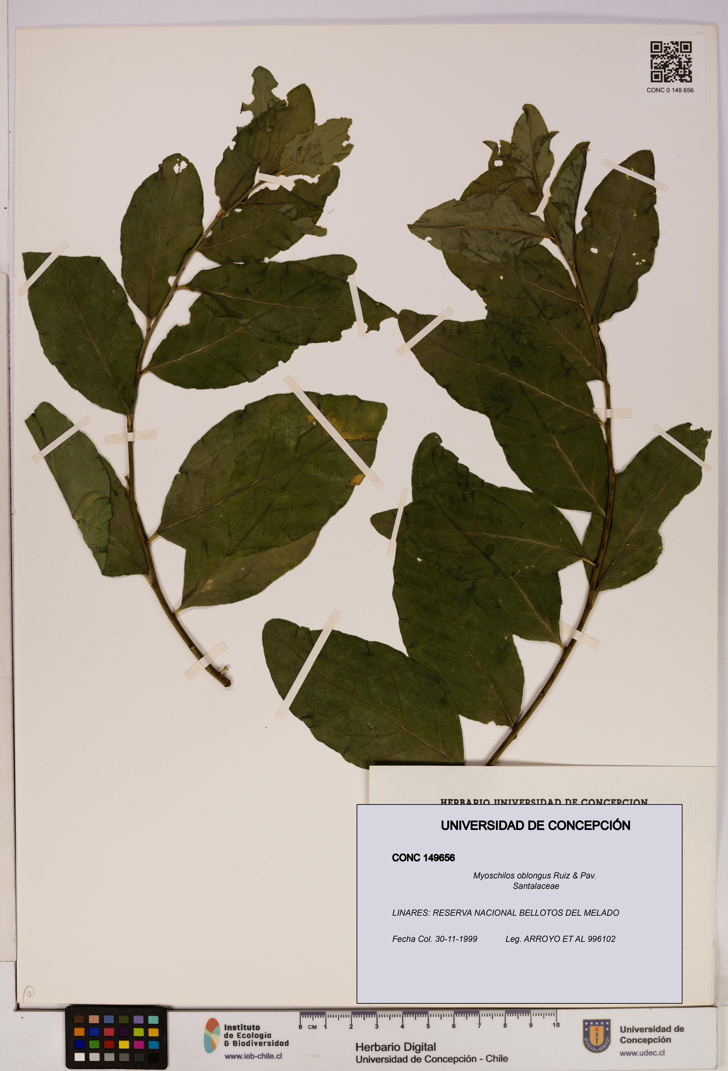 Myoschilos oblongus [Espécimen: UDEC:CONC:0149656]