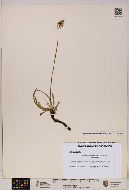 Hypochaeris apargioides [Espécimen: UDEC:CONC:0149658]