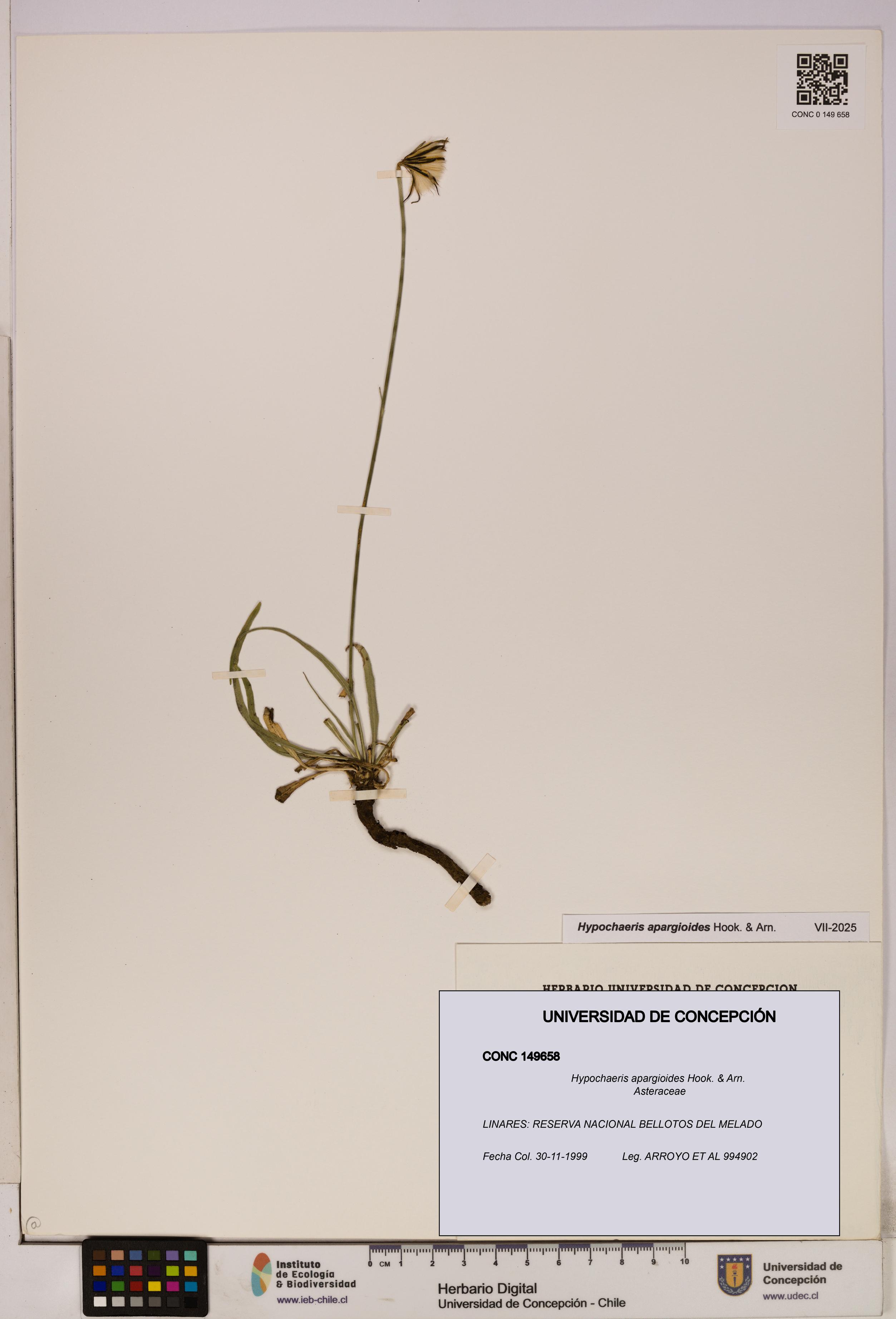 Hypochaeris apargioides [Espécimen: UDEC:CONC:0149658]