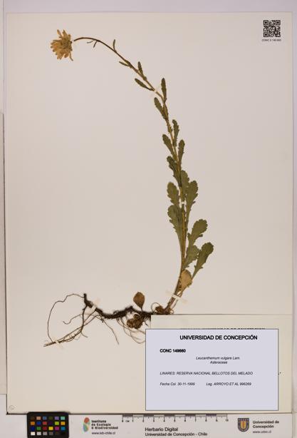 Leucanthemum vulgare [Espécimen: UDEC:CONC:0149660]