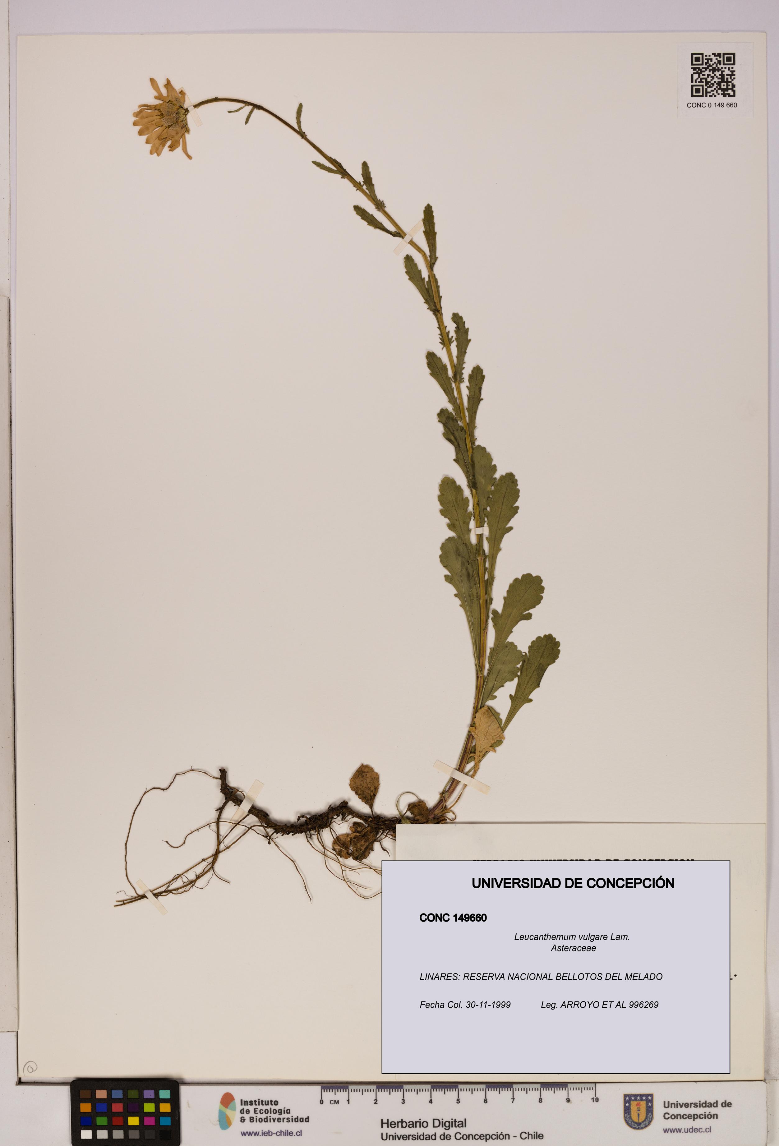 Leucanthemum vulgare [Espécimen: UDEC:CONC:0149660]