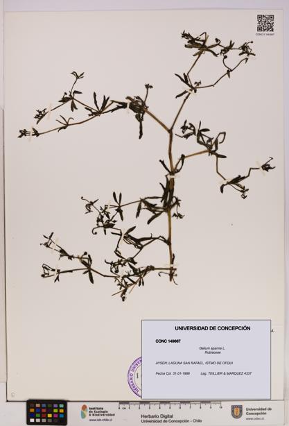 Galium aparine [Espécimen: UDEC:CONC:0149667]