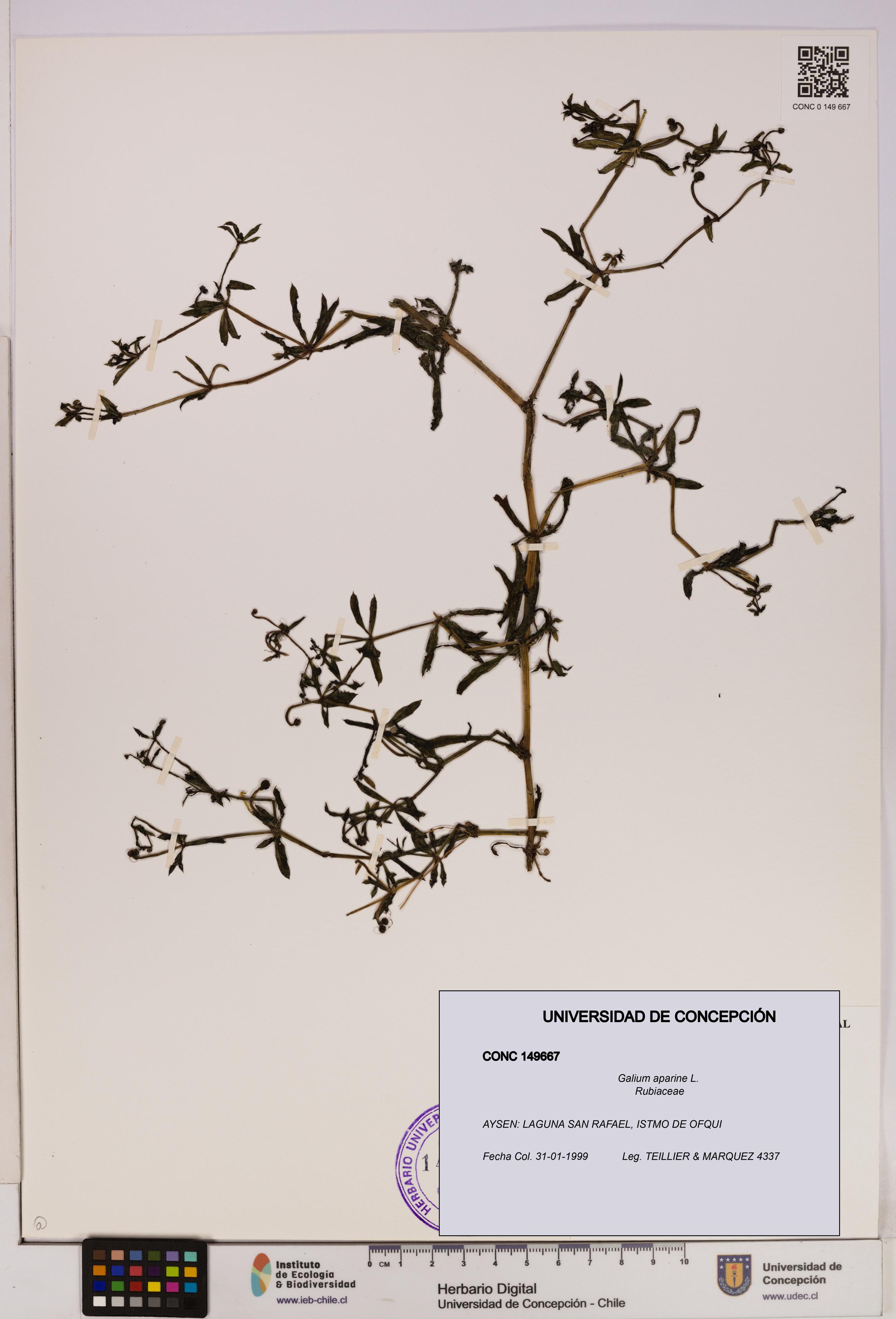 Galium aparine [Espécimen: UDEC:CONC:0149667]