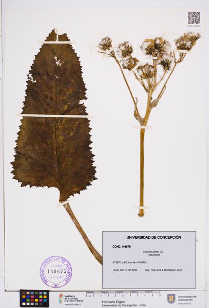 Senecio smithii [Espécimen: ]