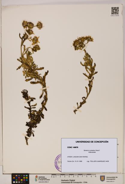 Senecio cuneatus [Espécimen: UDEC:CONC:0149676]