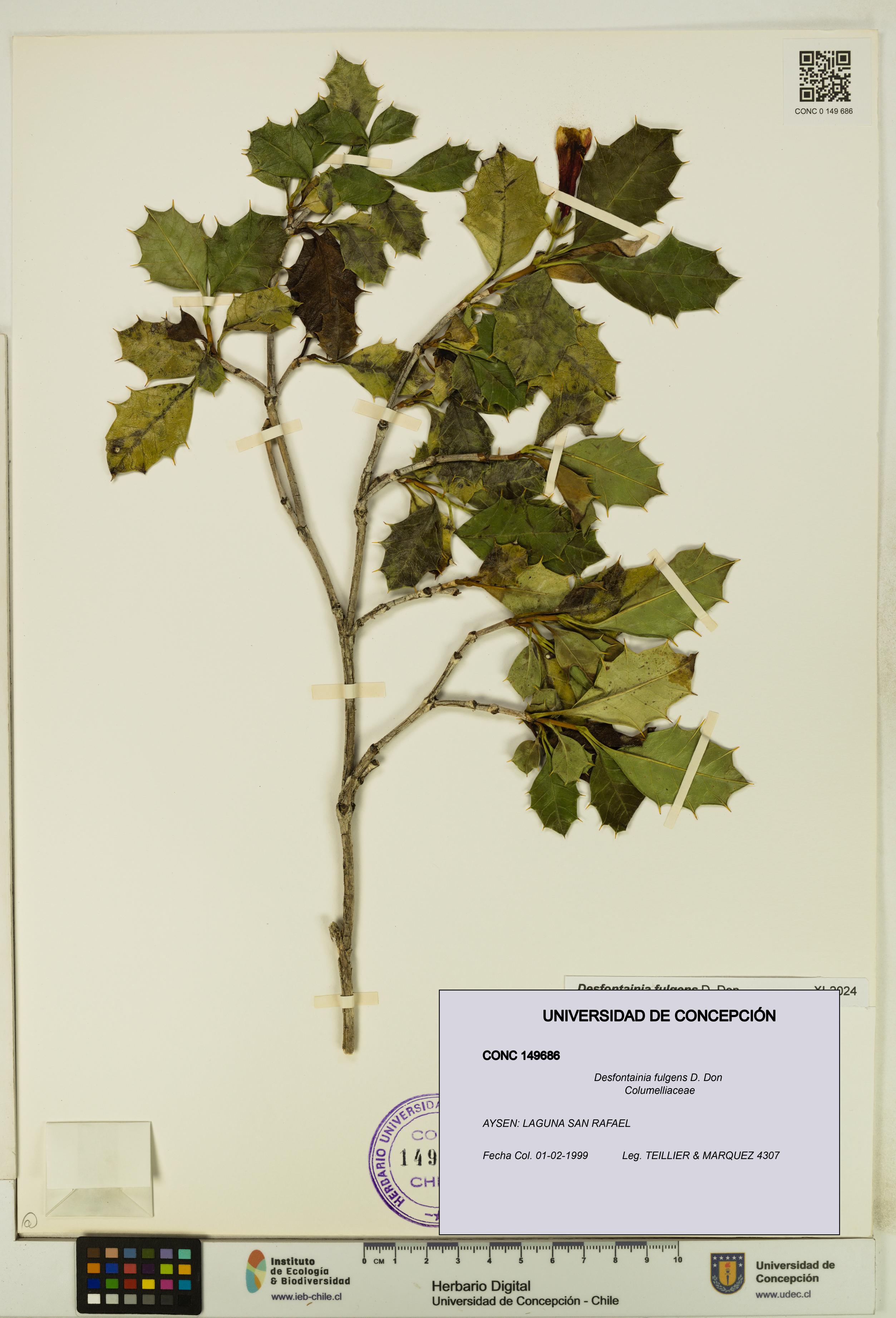 Desfontainia fulgens [Espécimen: UDEC:CONC:0149686]