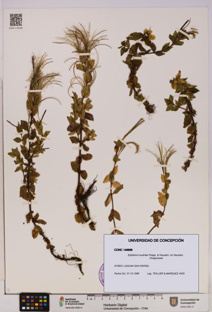 Epilobium australe [Espécimen: UDEC:CONC:0149688]