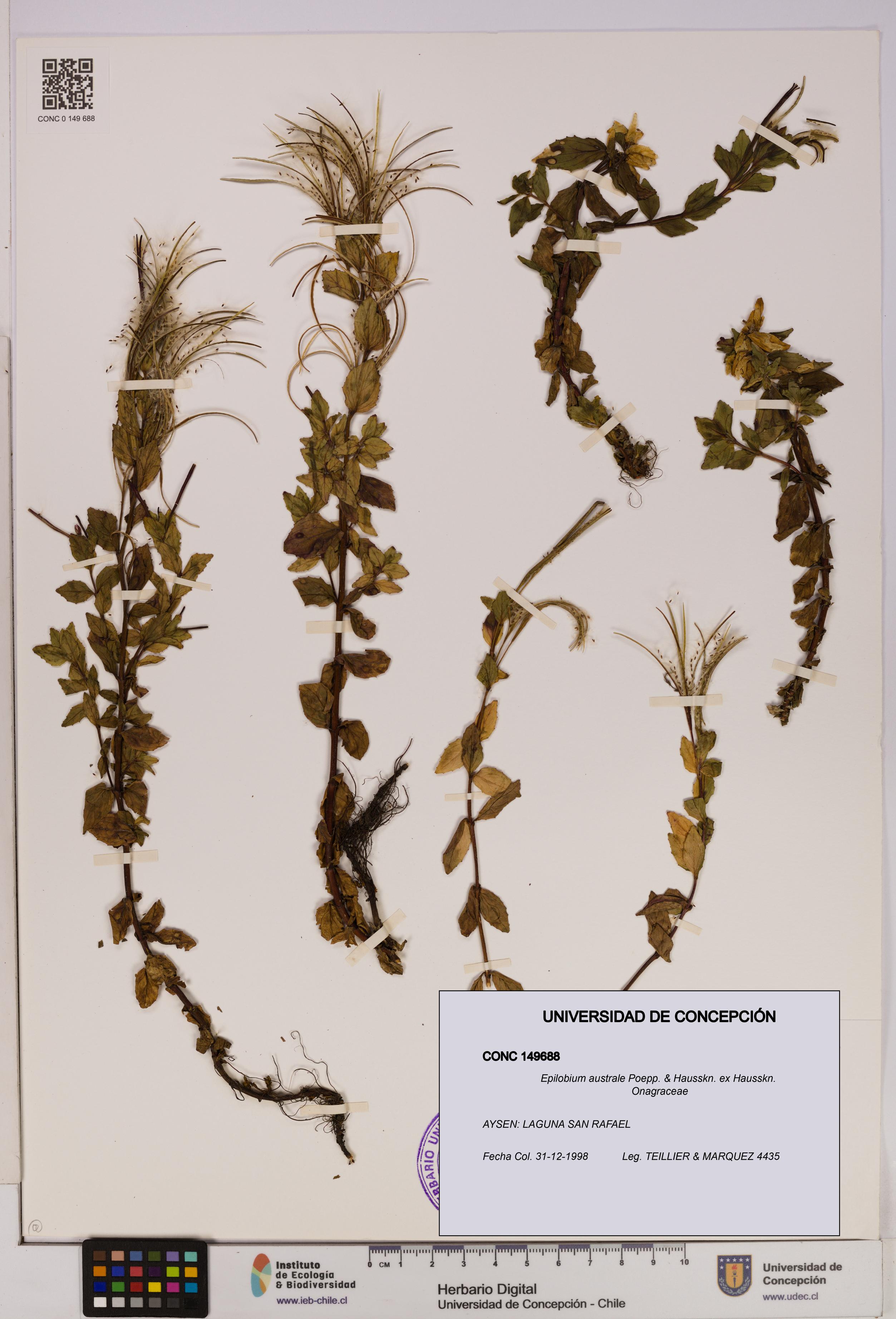 Epilobium australe [Espécimen: UDEC:CONC:0149688]