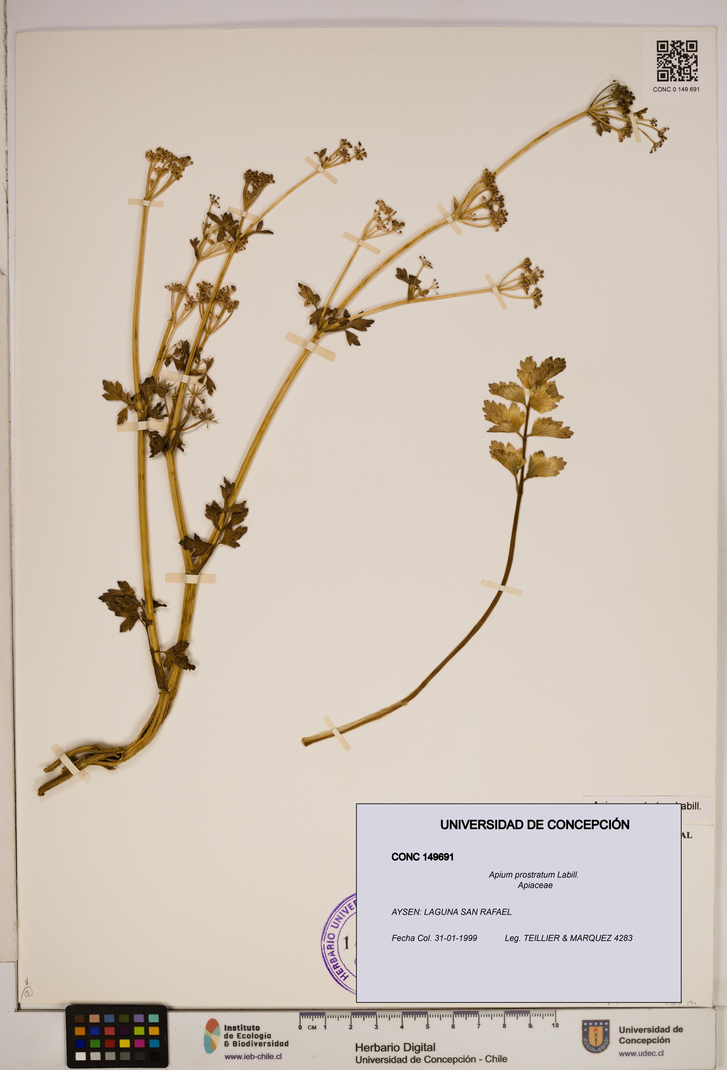 Apium prostratum [Espécimen: ]