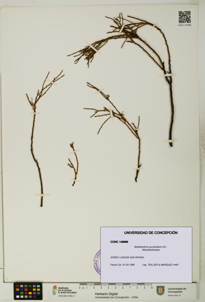 Misodendrum punctulatum [Espécimen: UDEC:CONC:0149696]