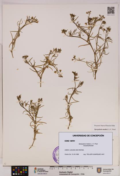 Spergularia media [Espécimen: UDEC:CONC:0149701]