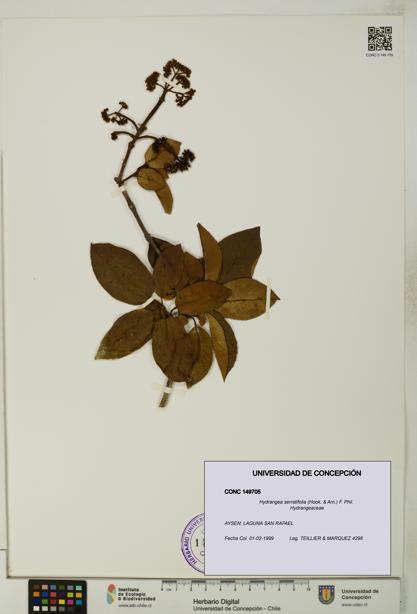 Hydrangea serratifolia [Espécimen: UDEC:CONC:0149705]