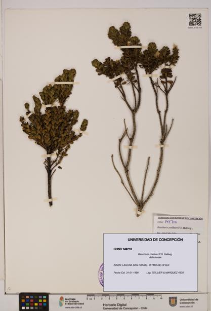 Baccharis zoellneri [Espécimen: UDEC:CONC:0149710]