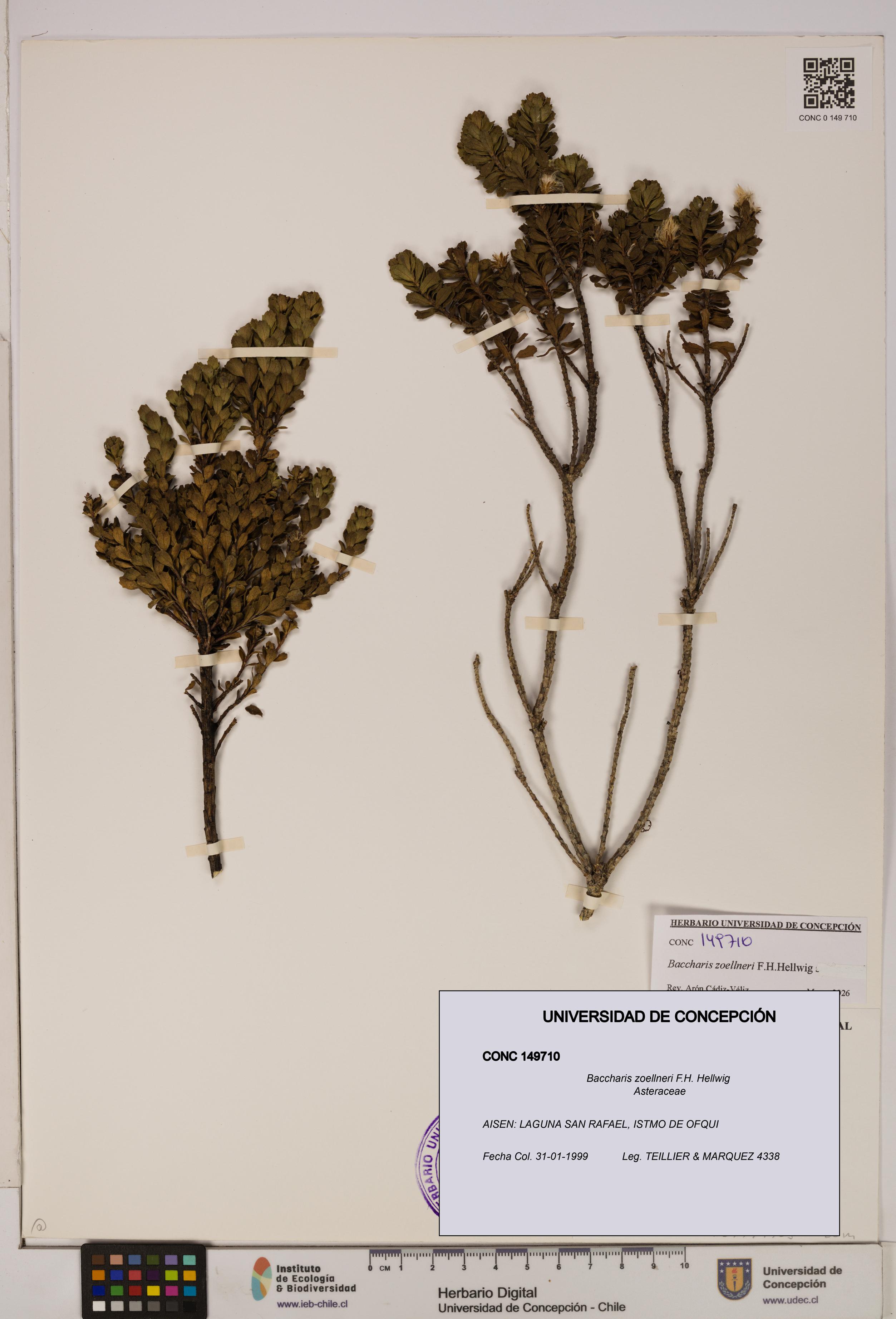 Baccharis zoellneri [Espécimen: UDEC:CONC:0149710]