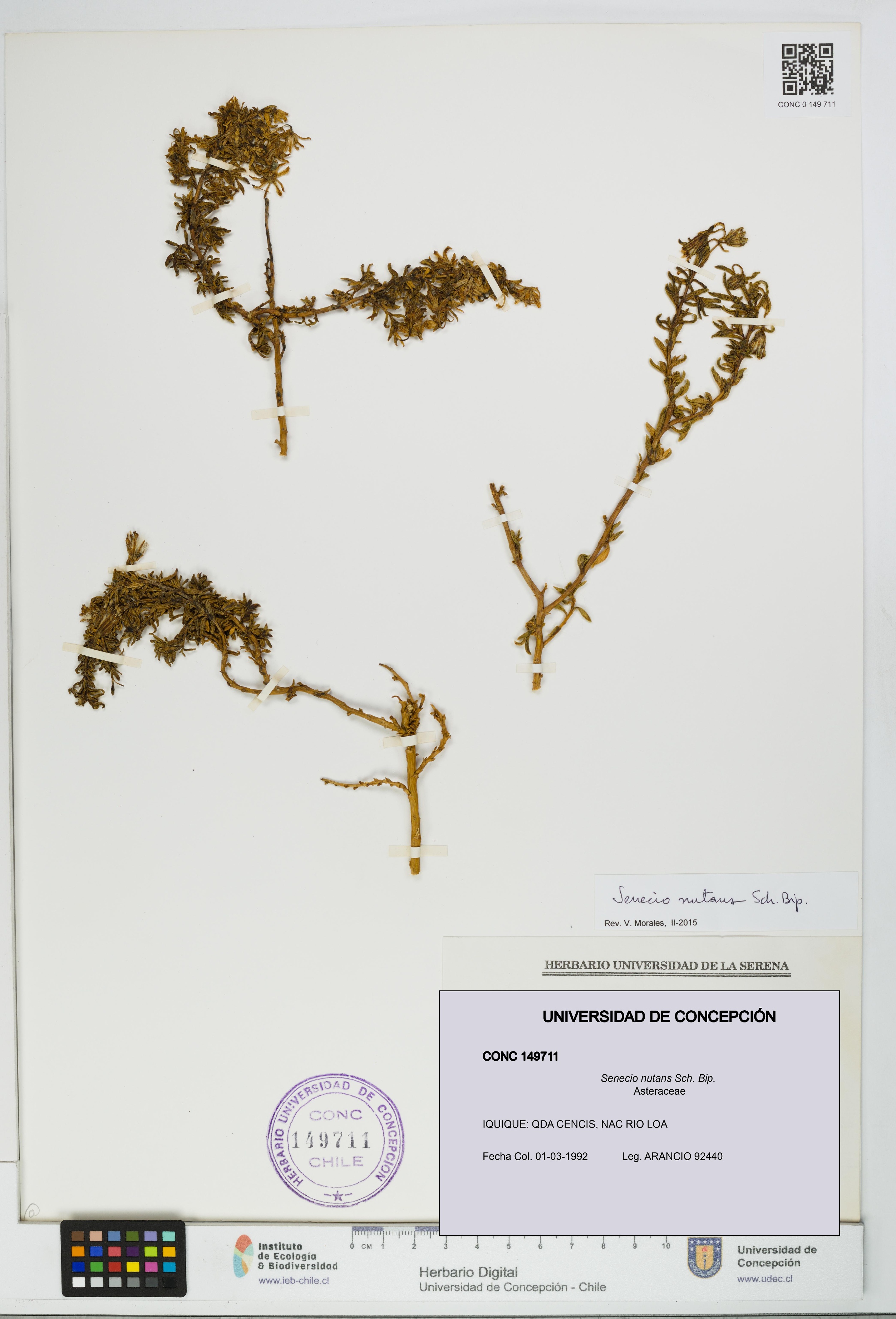 Senecio nutans [Espécimen: UDEC:CONC:0149711]