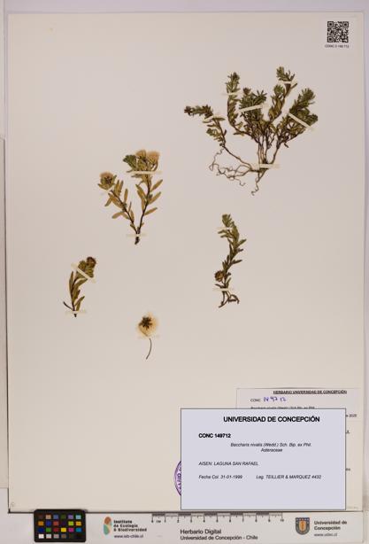 Baccharis nivalis [Espécimen: UDEC:CONC:0149712]