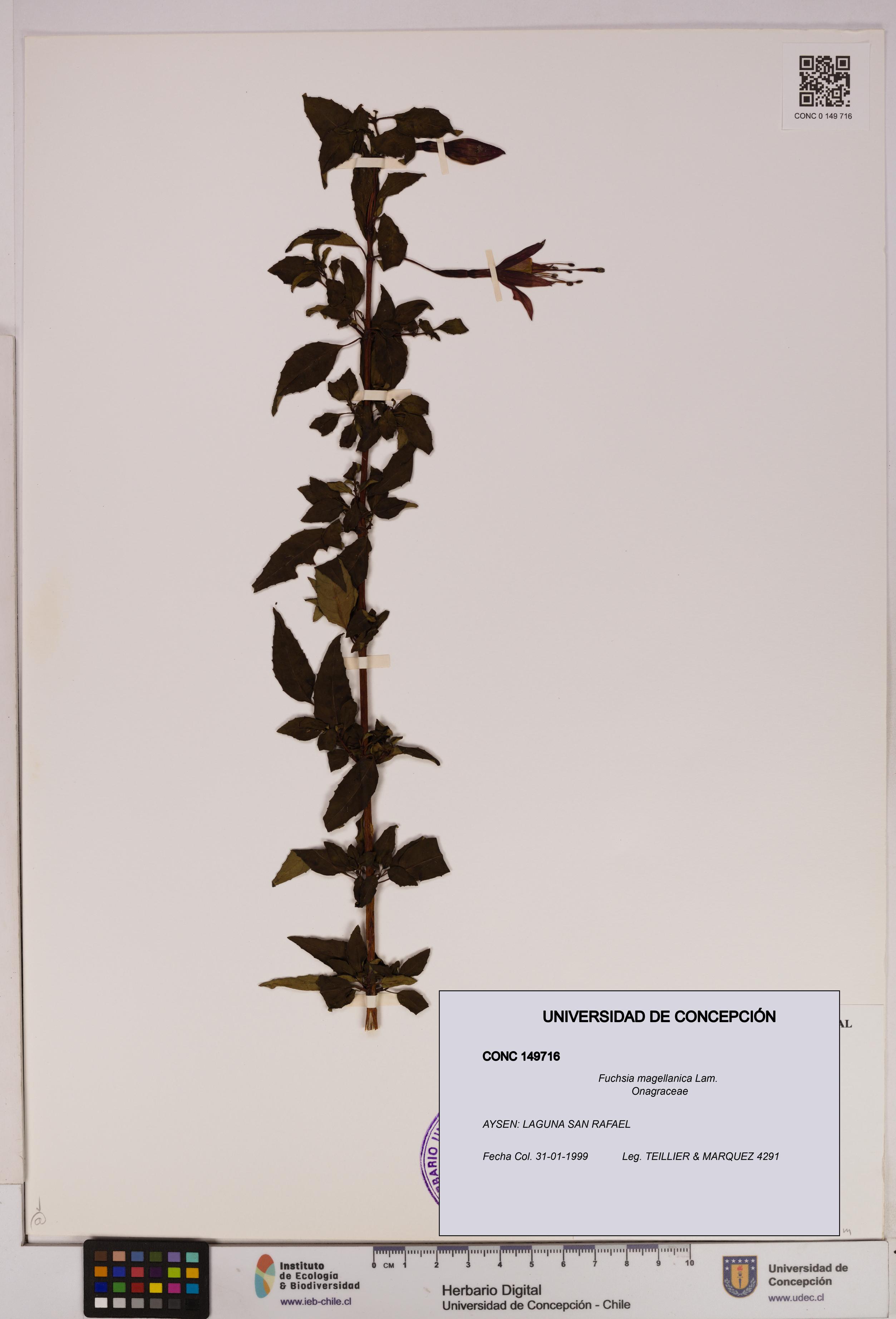 Fuchsia magellanica [Espécimen: UDEC:CONC:0149716]