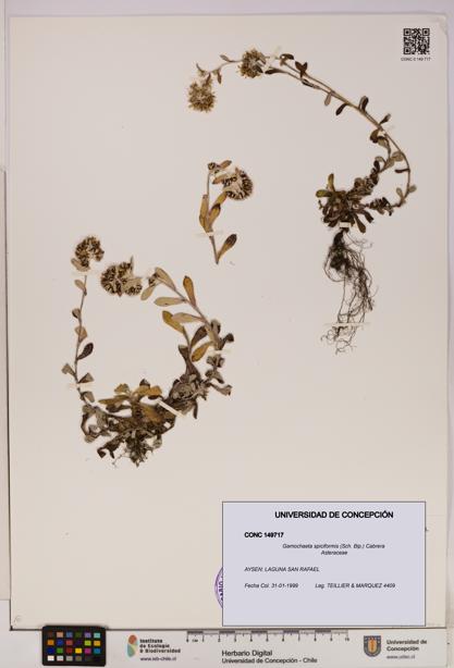 Gamochaeta spiciformis [Espécimen: UDEC:CONC:0149717]