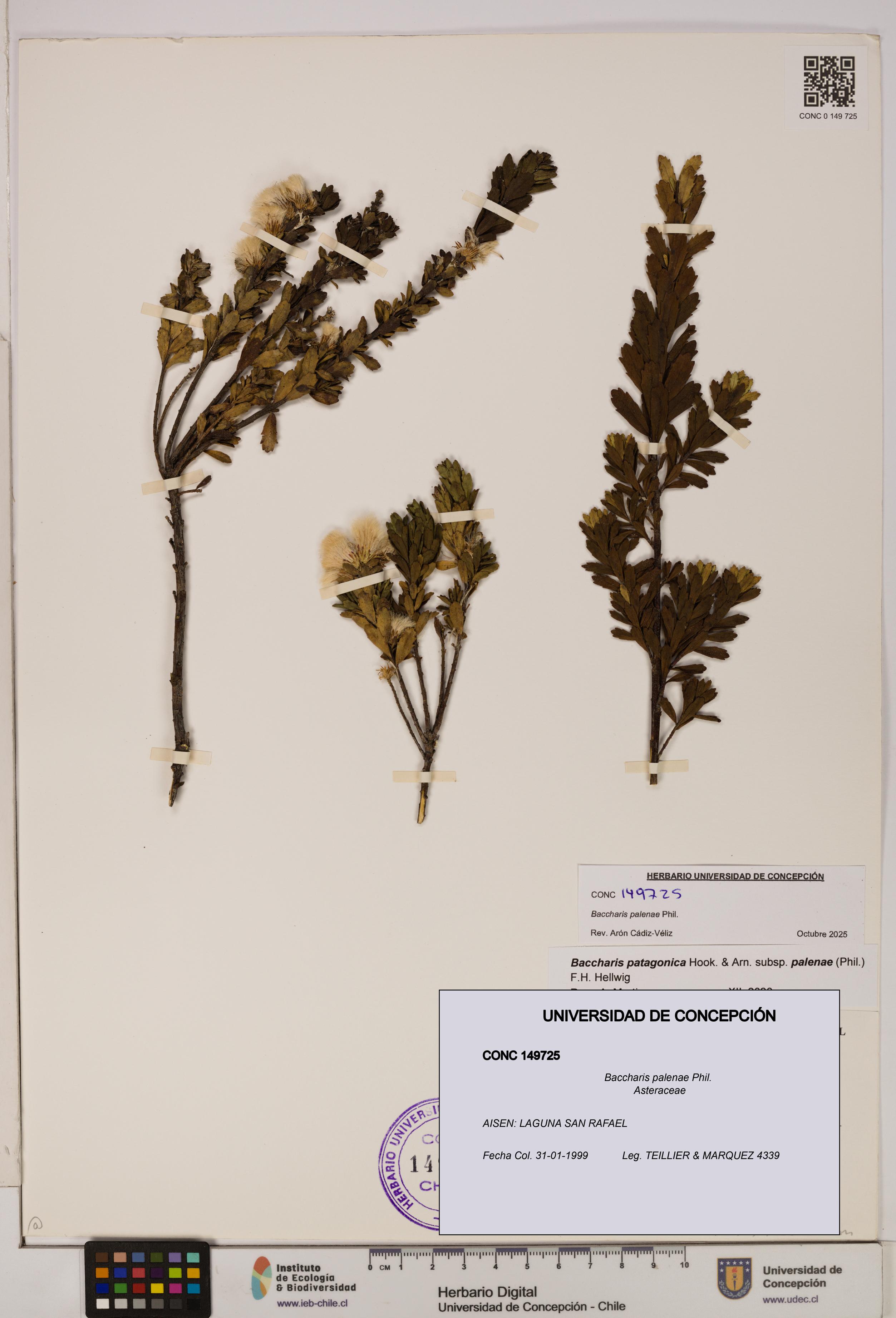 Baccharis patagonica [Espécimen: UDEC:CONC:0149725]