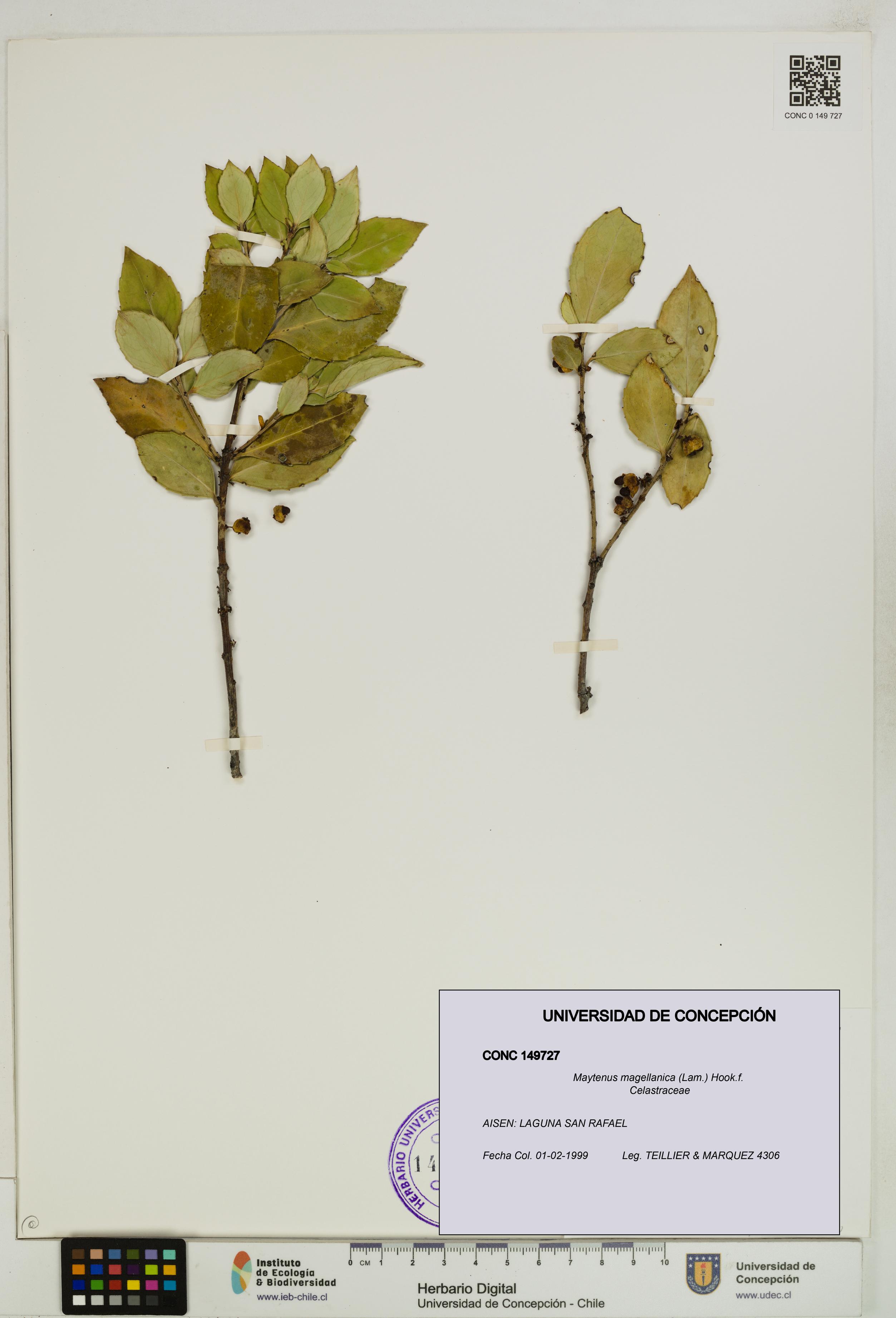 Maytenus magellanica [Espécimen: UDEC:CONC:0149727]